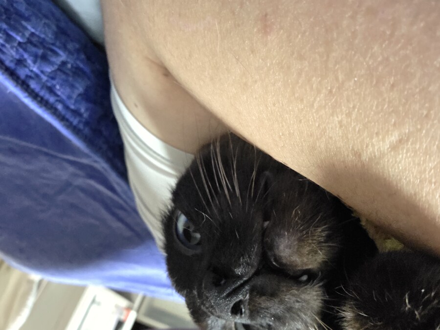 고양이 : 닷시는 안하겠쏘!!!!_2.jpg