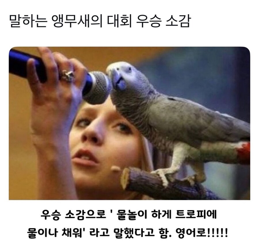 말하는 앵무새 대회 우승 소감.jpg_1.jpg