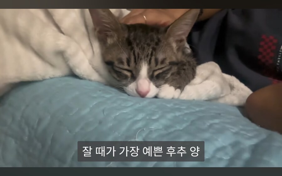 고양이 키우는 사람들이 항상 겪는다는 심리적 갈등_1.jpg