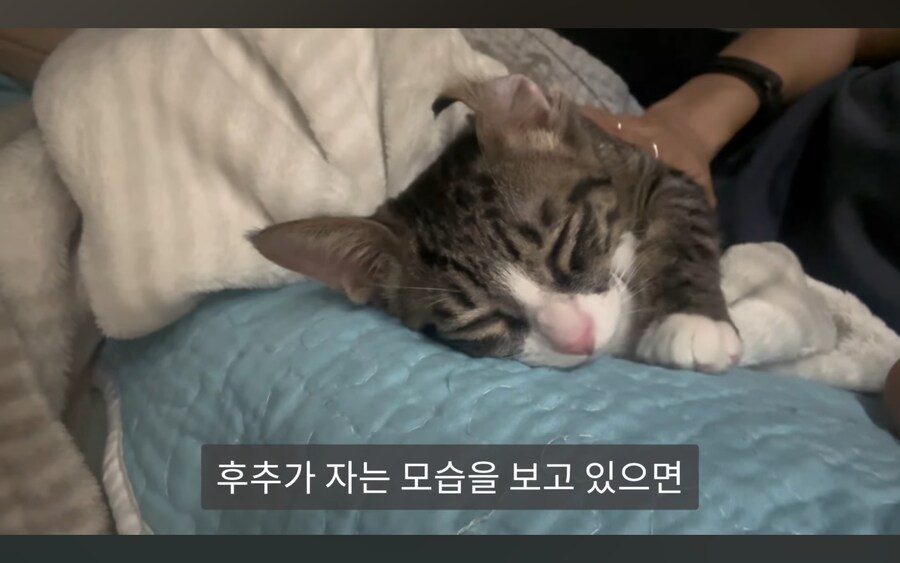 고양이 키우는 사람들이 항상 겪는다는 심리적 갈등_2.jpg