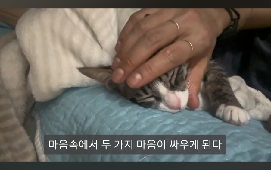 고양이 키우는 사람들이 항상 겪는다는 심리적 갈등_3.jpg
