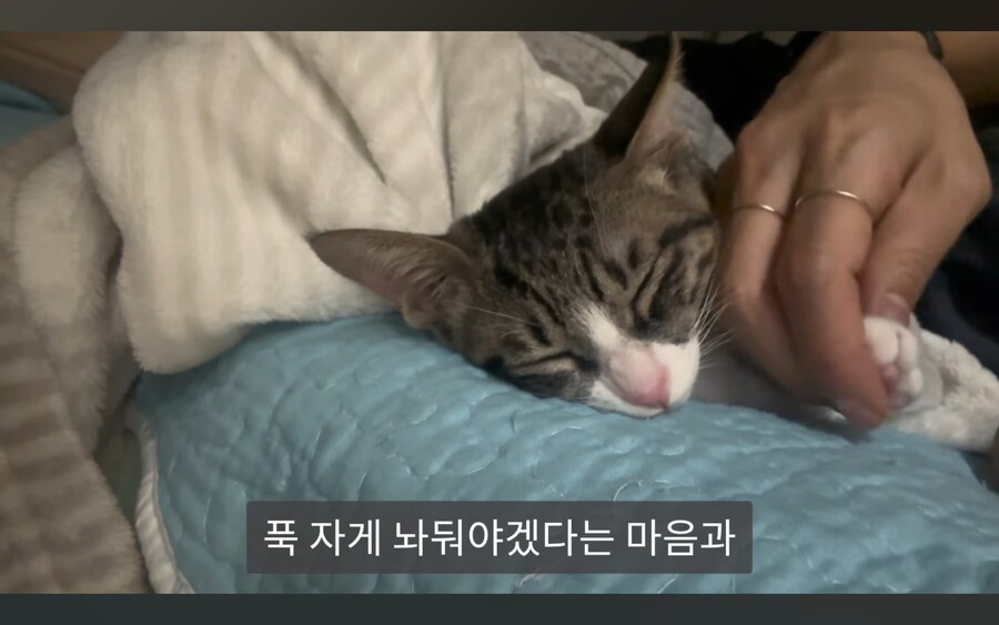 고양이 키우는 사람들이 항상 겪는다는 심리적 갈등_4.jpg