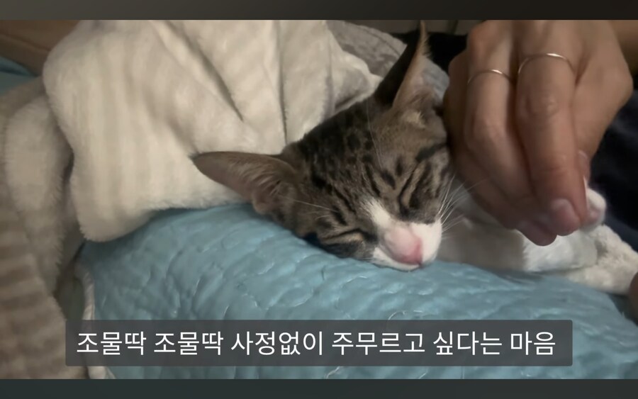 고양이 키우는 사람들이 항상 겪는다는 심리적 갈등_5.jpg