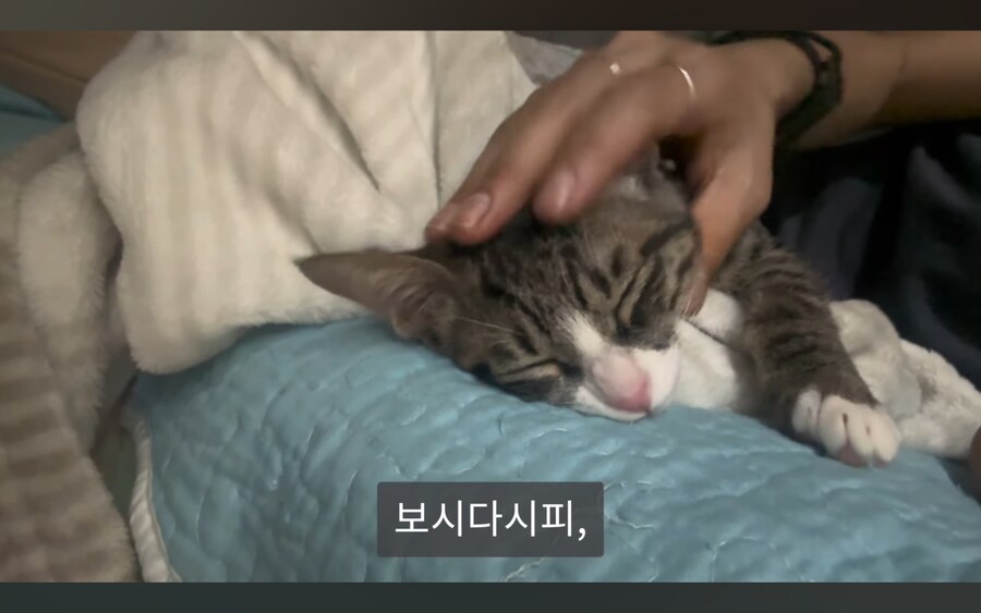 고양이 키우는 사람들이 항상 겪는다는 심리적 갈등_6.jpg