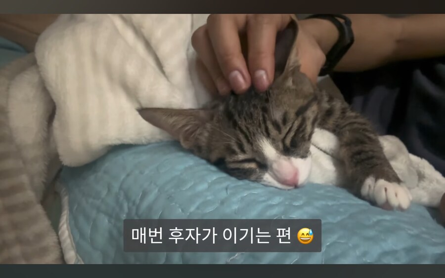 고양이 키우는 사람들이 항상 겪는다는 심리적 갈등_7.jpg
