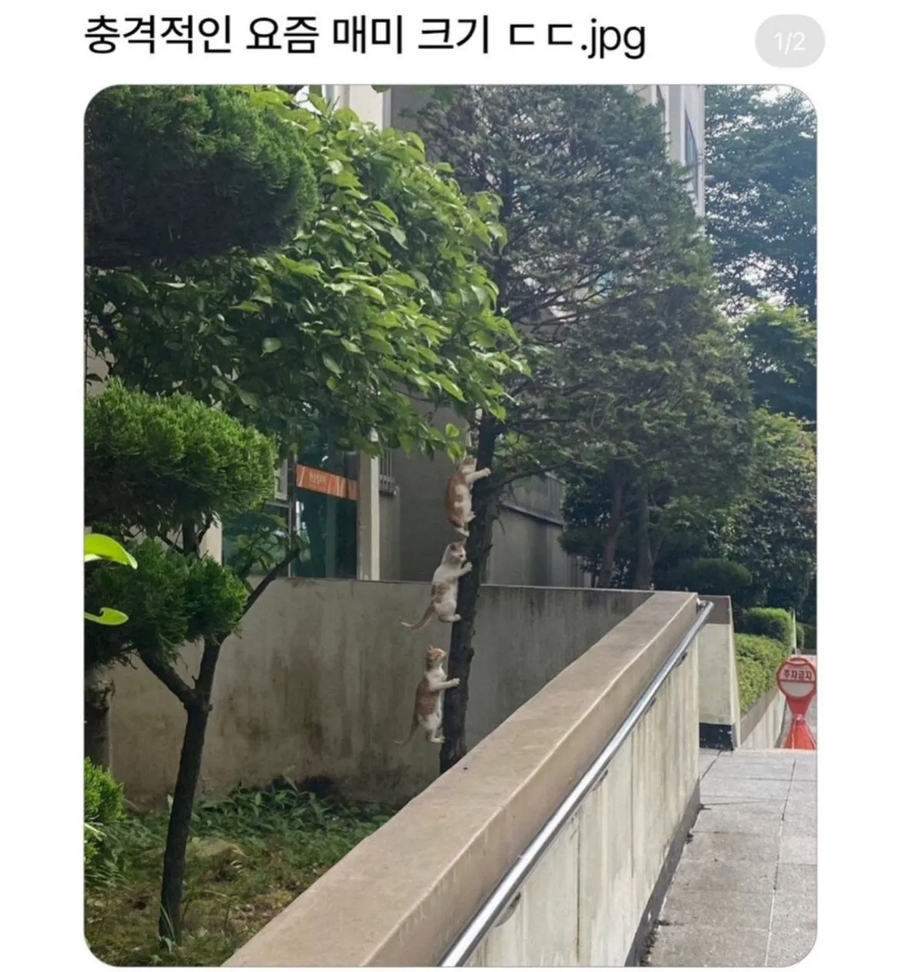 지구온난화로 커진 매미들_1.webp