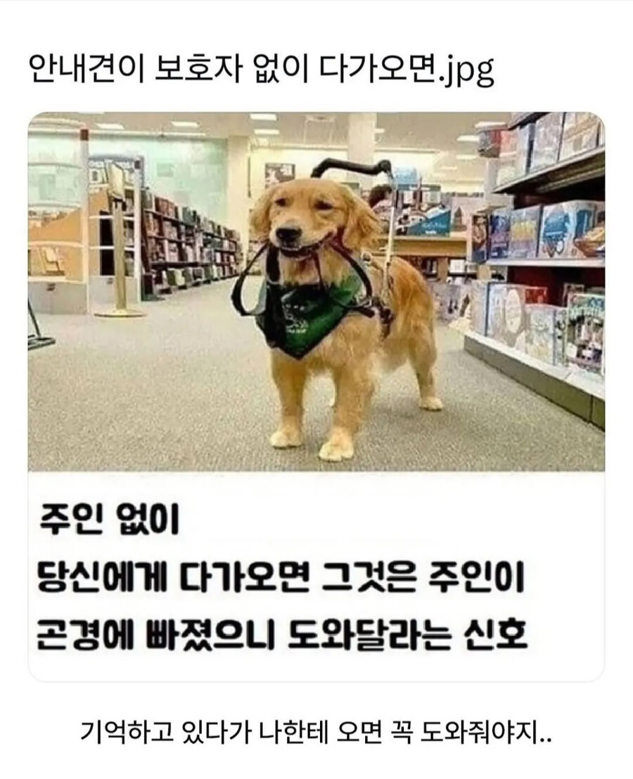 안내견이 보호자없이 다가오면?_1.jpg