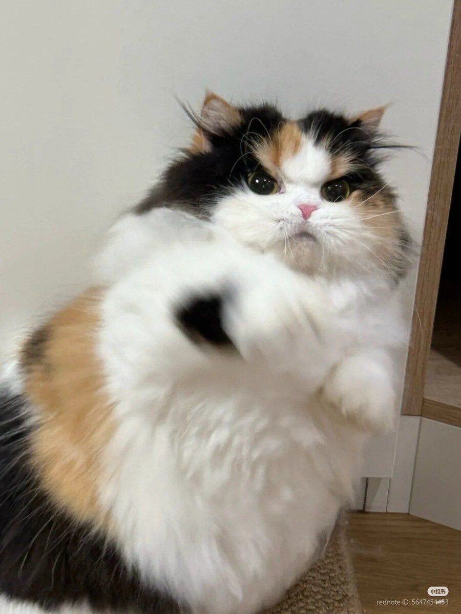 삼색 고양이, 폭행 후 체포_1.jpg