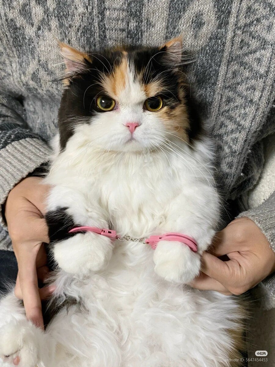 삼색 고양이, 폭행 후 체포_2.jpg
