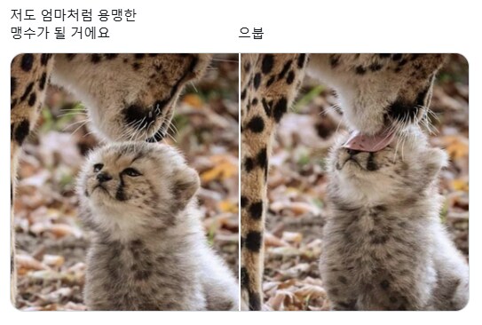 저도 엄마 처럼 용맹한...!!!!_1.png