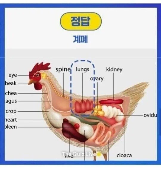 치킨 먹을 때 호불호 갈리는 특수부위_2.jpg