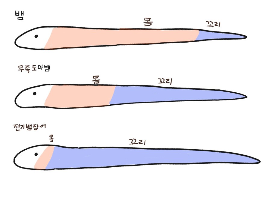 팔다리 없는 놈들 구분법_1.jpg