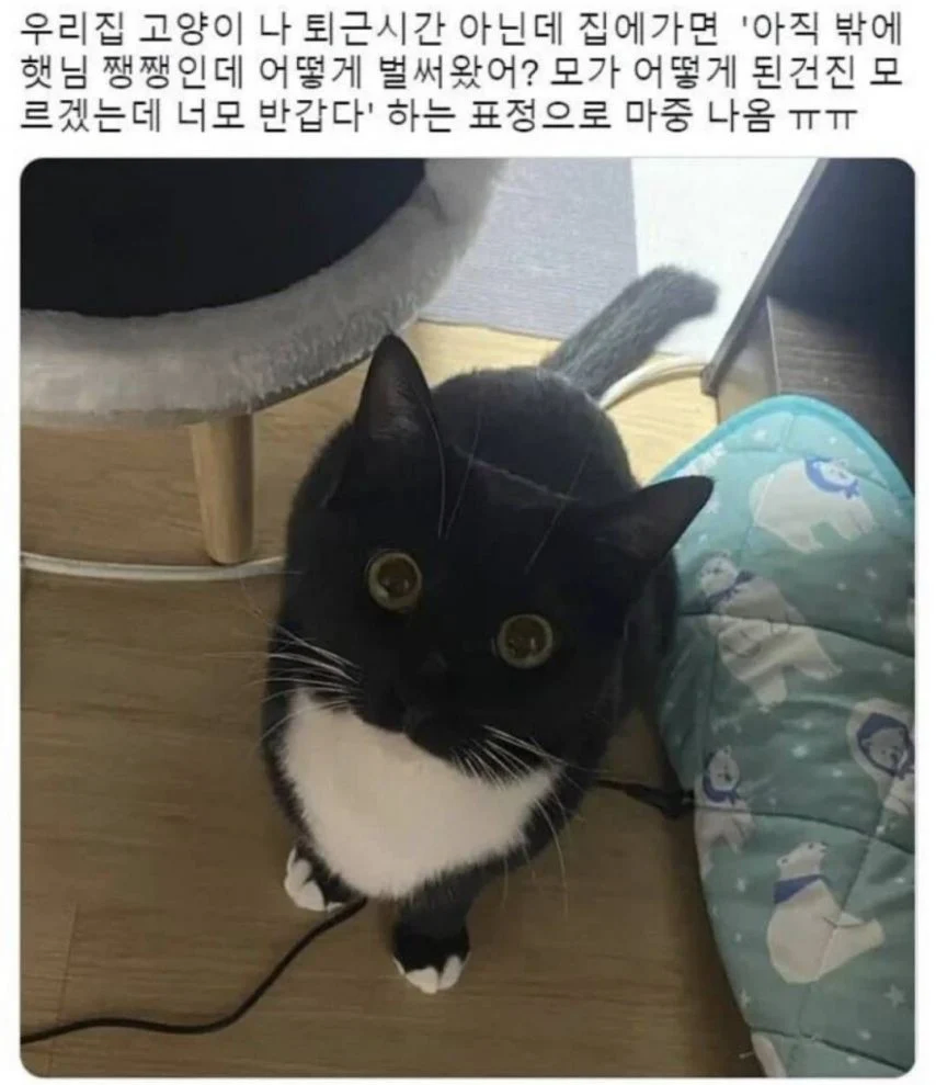 집에 일찍 갔더니 냥이 반응_1.webp