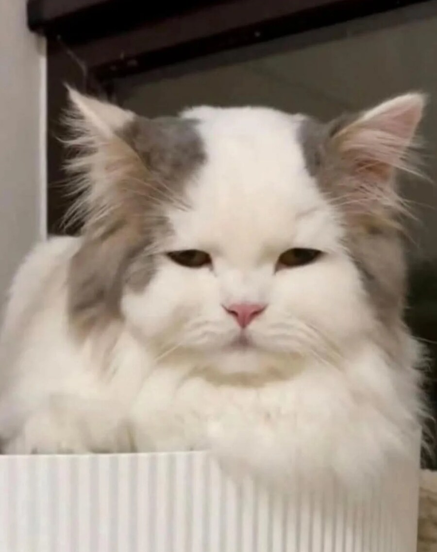 머리털때문애 탈모로 오해받는 고양이_1.jpg