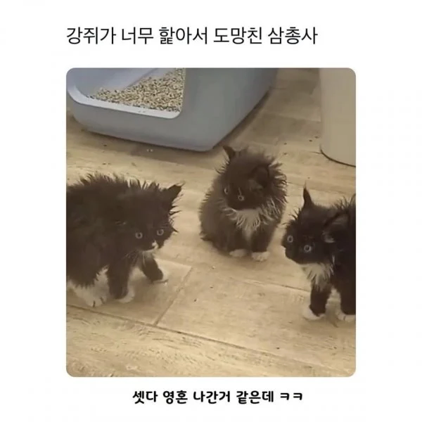 영혼까지 핥아진 고양이들.jpg_1.webp