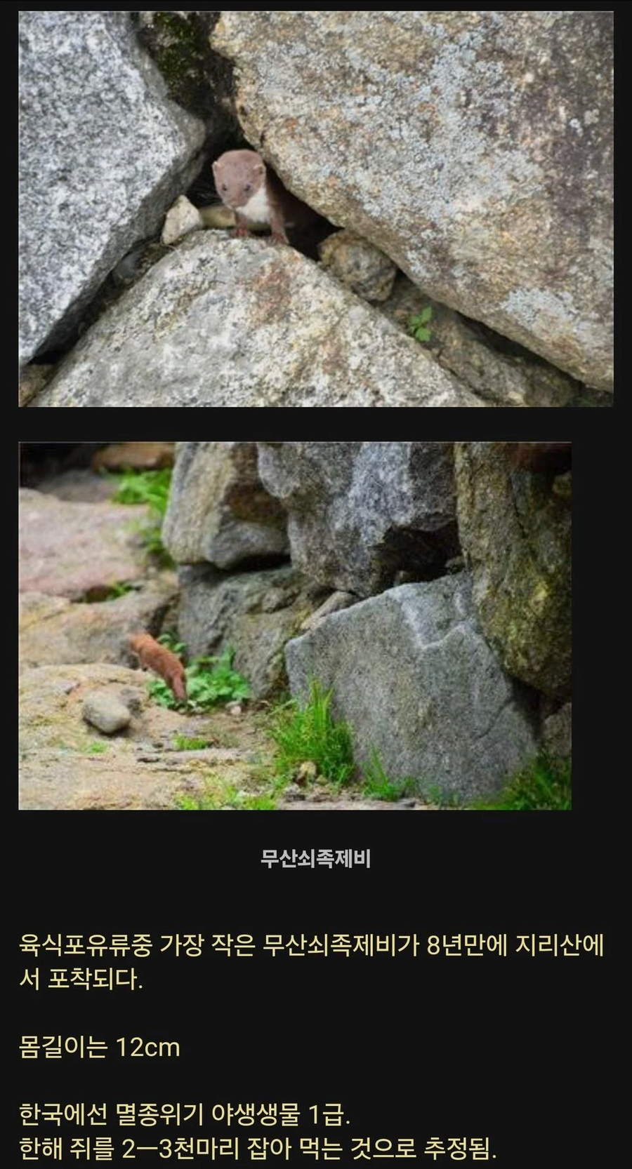 8년만에 지리산에서 발견된 희귀동물_1.webp