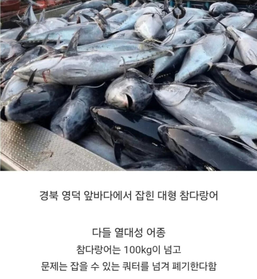 우리나라 바다 어종상황_2.jpg