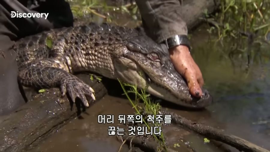 악어를 사냥한 베어 그릴스_6.jpg
