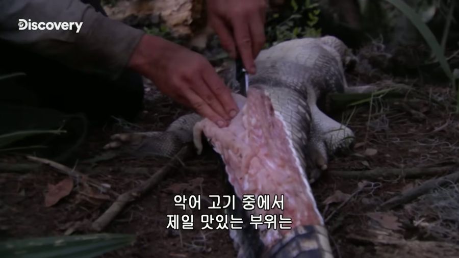 악어를 사냥한 베어 그릴스_10.jpg