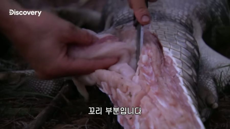 악어를 사냥한 베어 그릴스_11.jpg