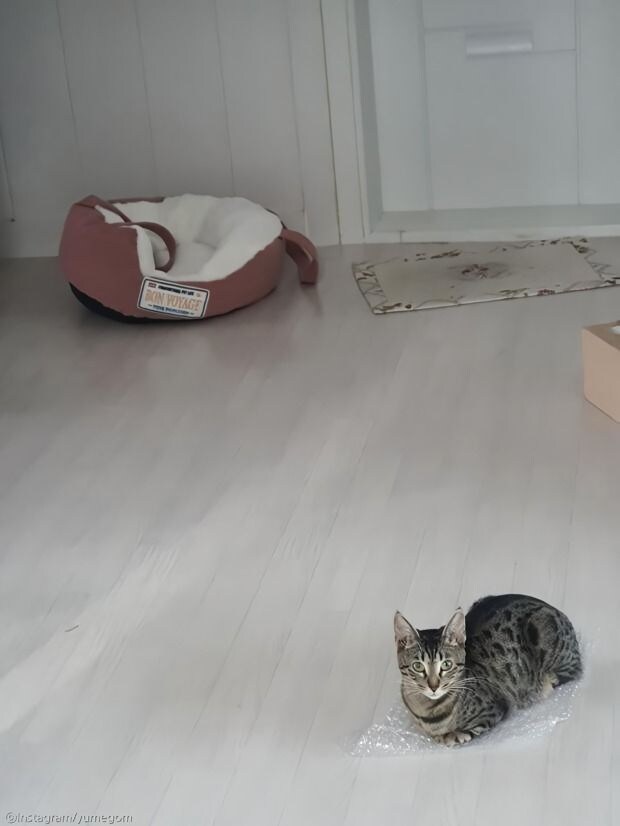 고양이 특_2.jpg