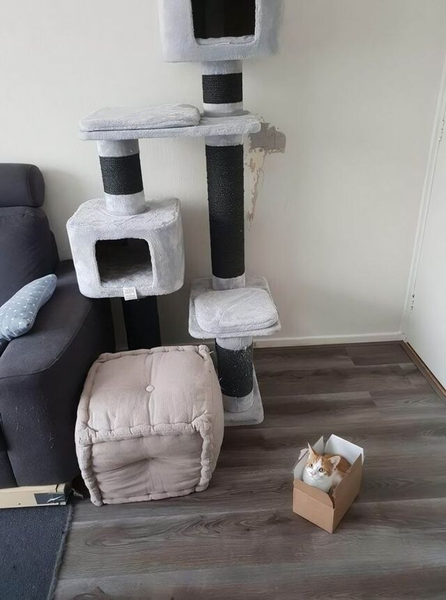 고양이 특_3.jpg