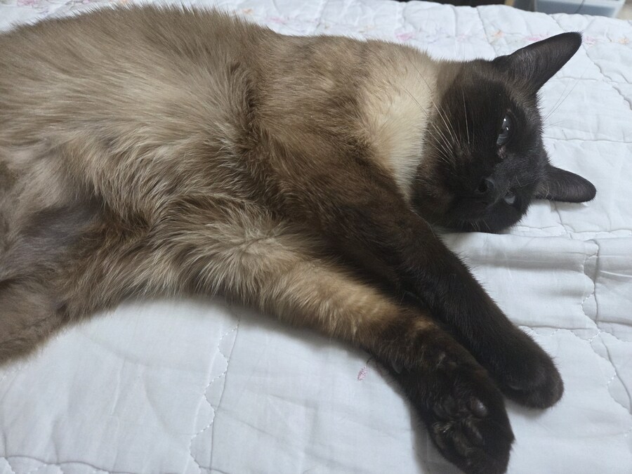 고양이 확대가 아닌 학대 해야징~~~_1.jpg