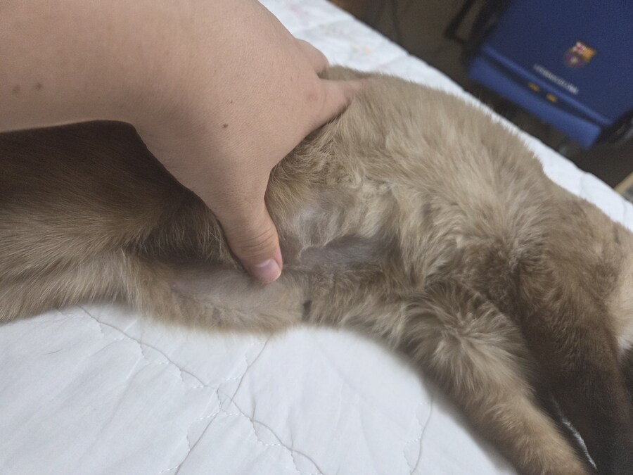 고양이 확대가 아닌 학대 해야징~~~_2.jpg