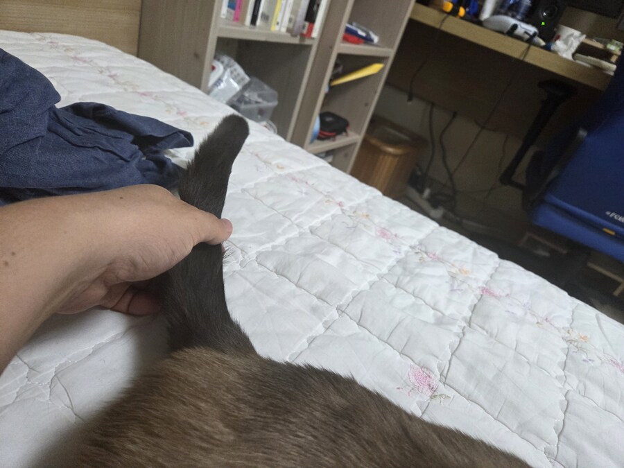 고양이 확대가 아닌 학대 해야징~~~_3.jpg