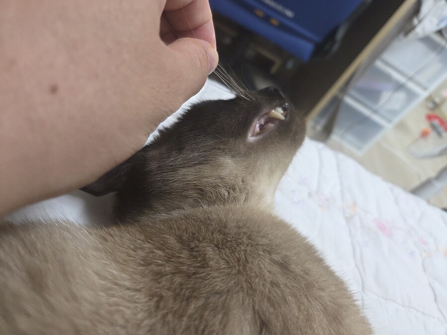 고양이 확대가 아닌 학대 해야징~~~_4.jpg