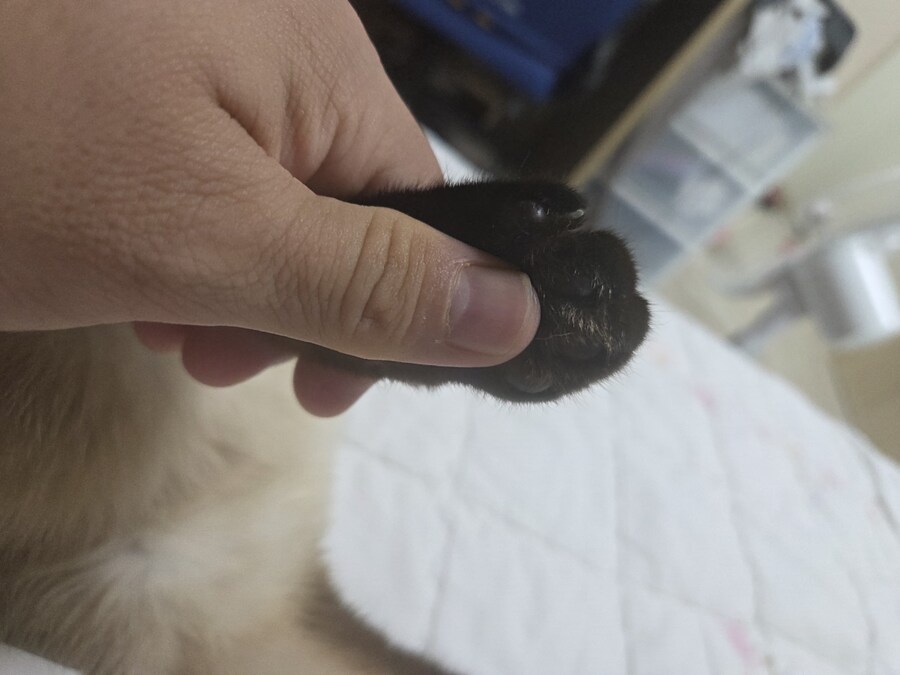 고양이 확대가 아닌 학대 해야징~~~_6.jpg