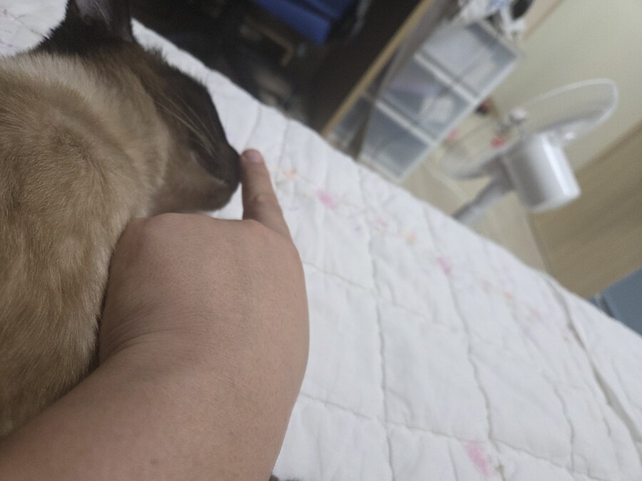 고양이 확대가 아닌 학대 해야징~~~_7.jpg