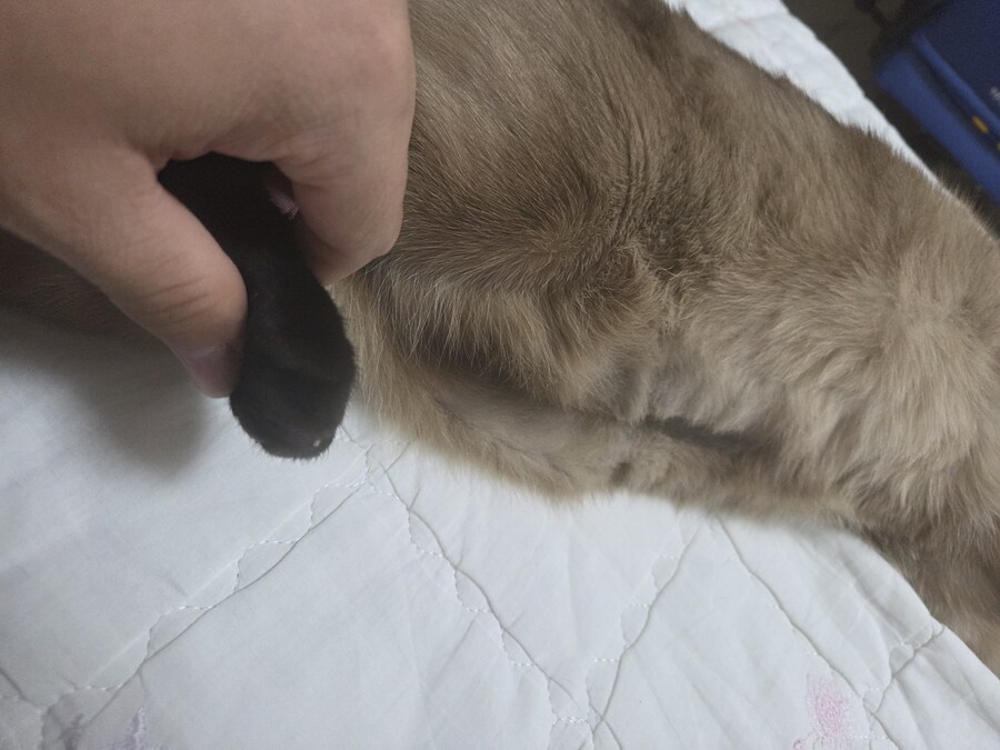 고양이 확대가 아닌 학대 해야징~~~_8.jpg