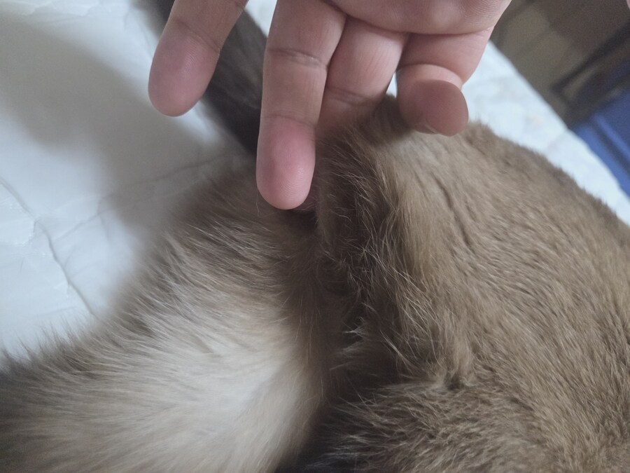 고양이 확대가 아닌 학대 해야징~~~_9.jpg