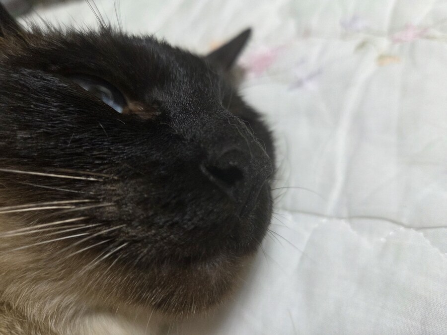 고양이 확대가 아닌 학대 해야징~~~_10.jpg