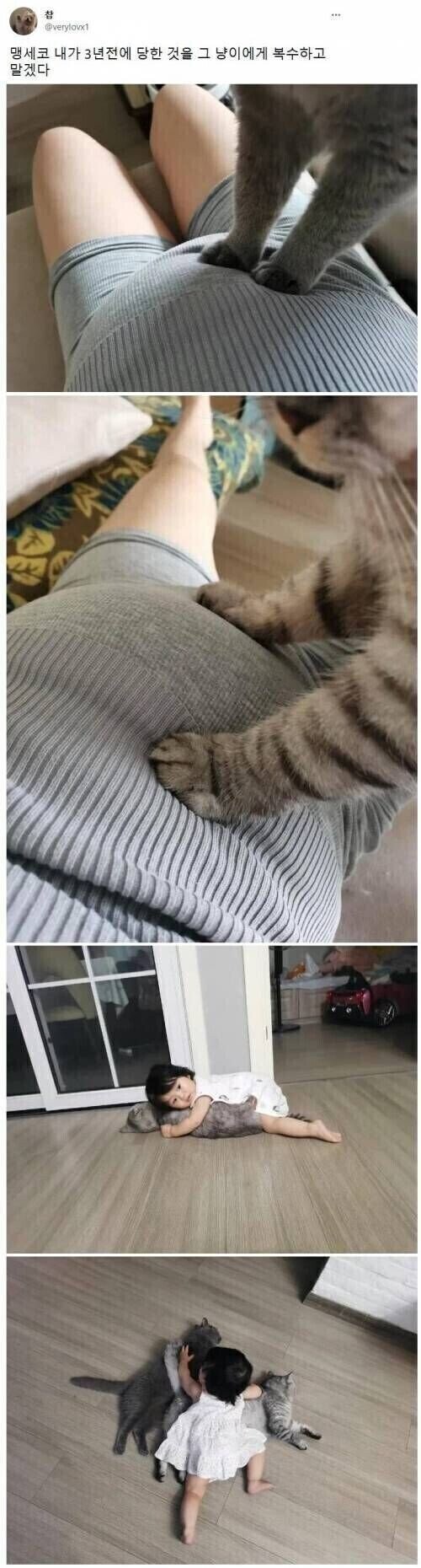 3년전 일을 복수당한 고양이_1.jpg