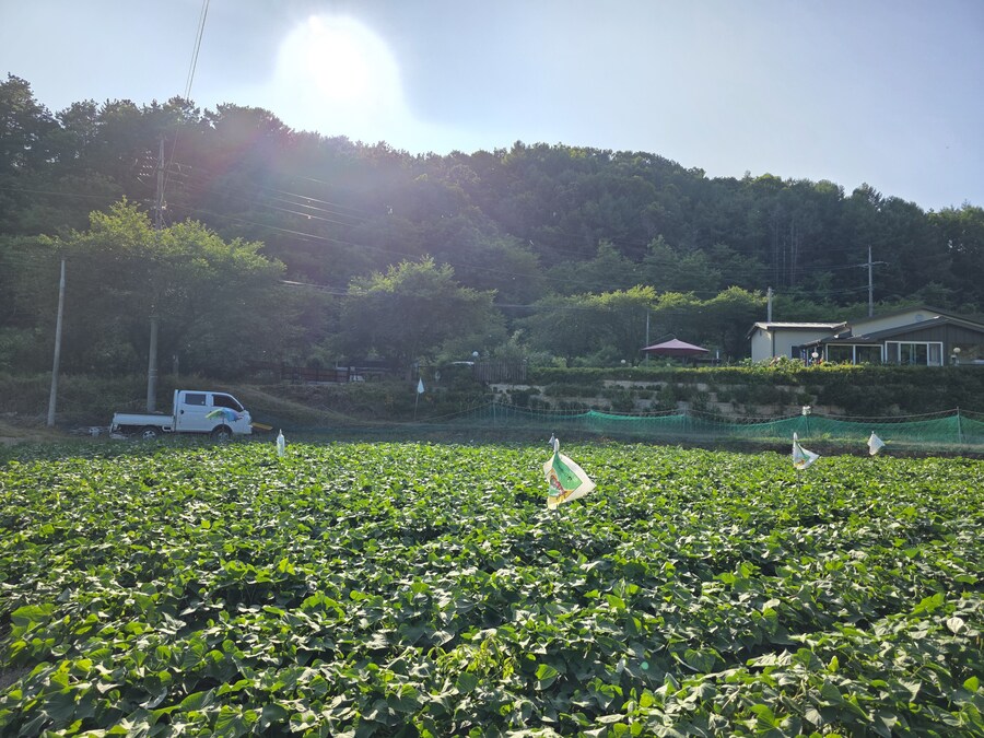 햇님_1.jpg