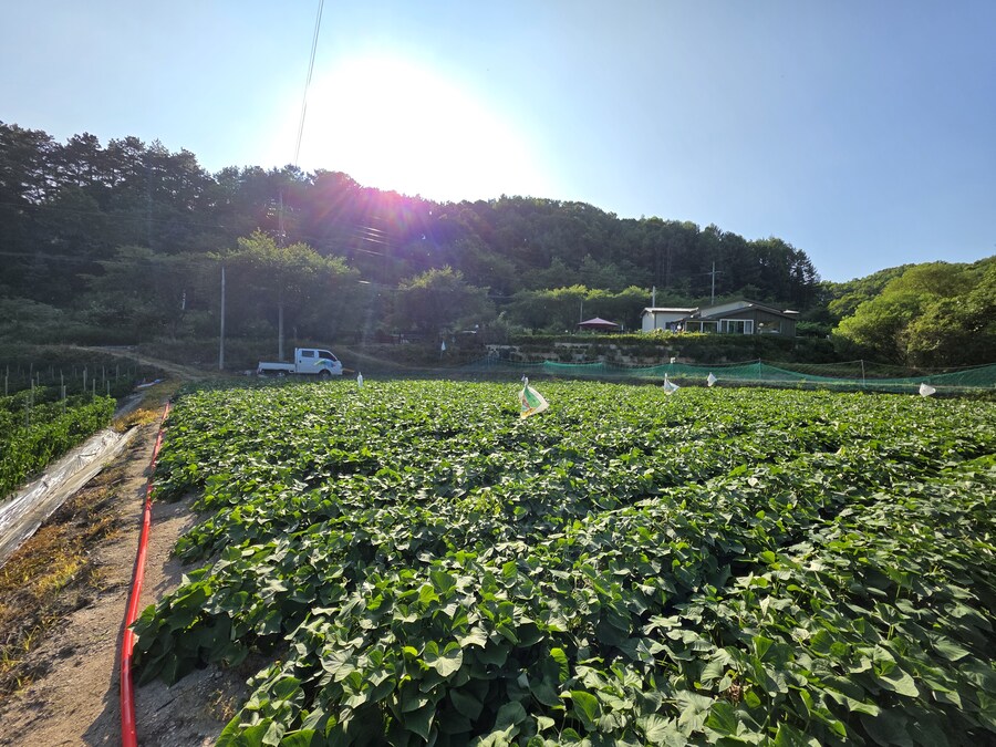 햇님_3.jpg