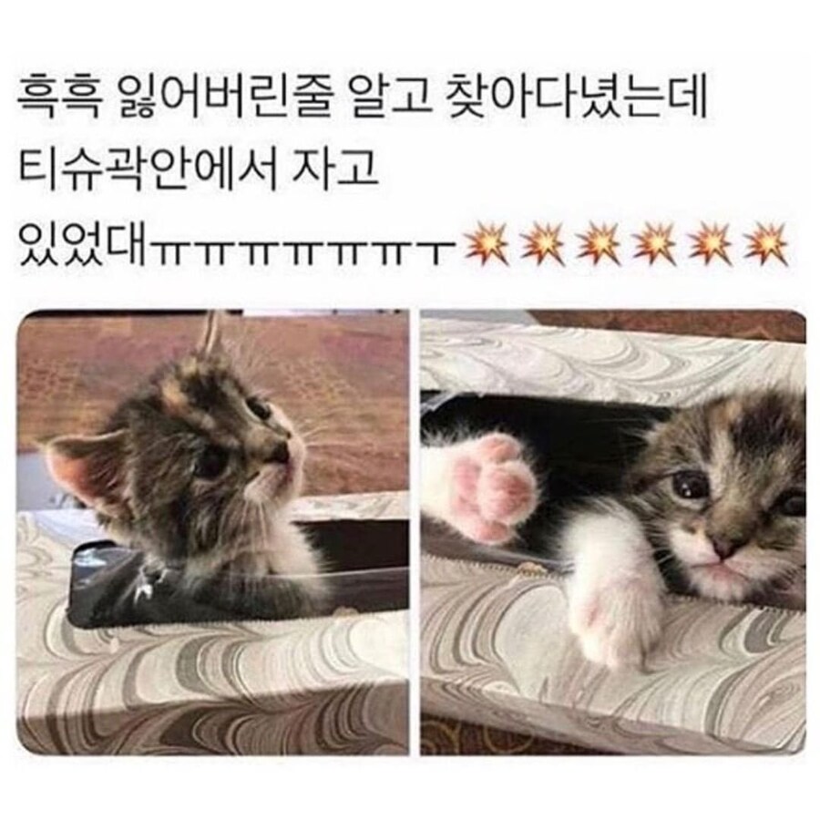 고양이 잃어버린줄 알고 한참을 찾아다녔는데_1.jpg
