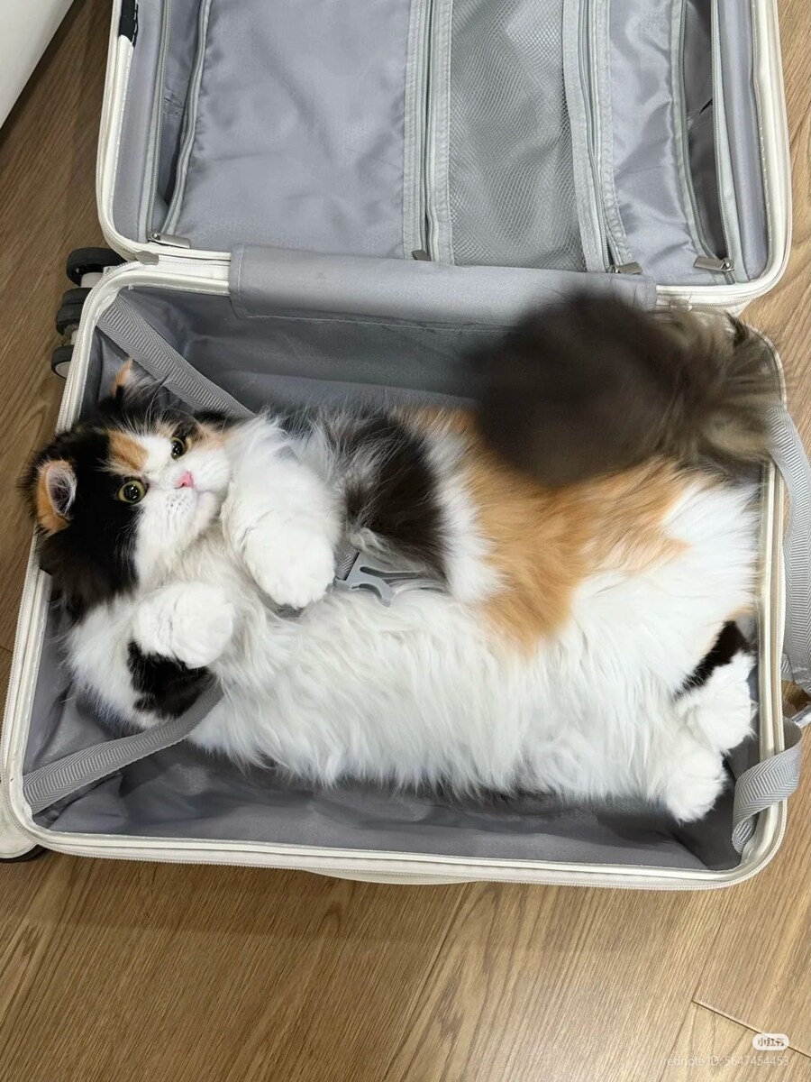 삼색 고양이, 폭행 후 체포 그리고 이송_3.jpg