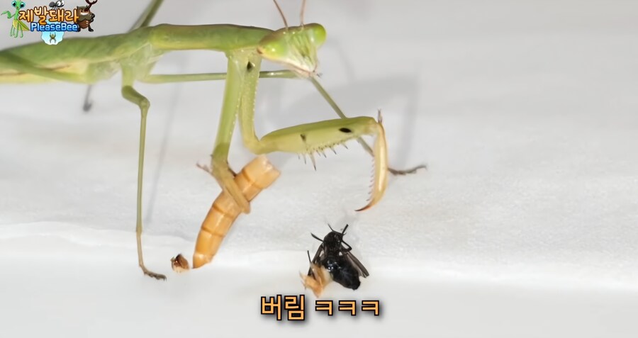 러브버그 육식 공충한테 줘보니 반응_1.jpg