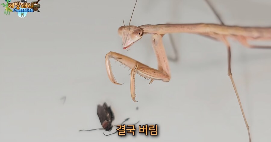 러브버그 육식 공충한테 줘보니 반응_2.jpg