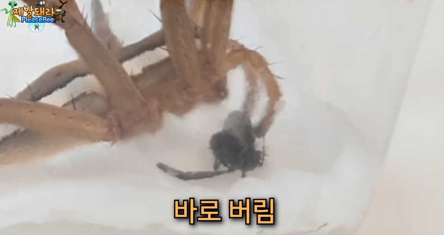 러브버그 육식 공충한테 줘보니 반응_3.jpg