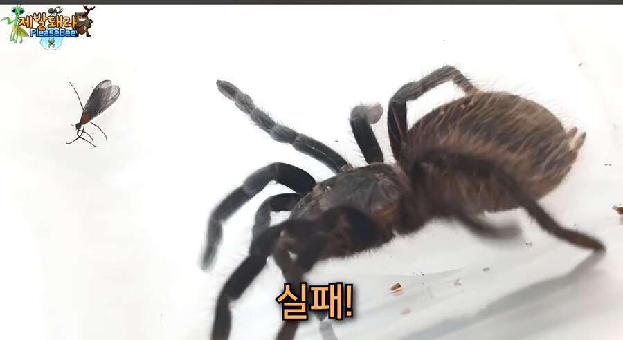 러브버그 육식 공충한테 줘보니 반응_4.jpg