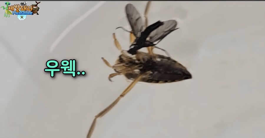 러브버그 육식 공충한테 줘보니 반응_5.jpg