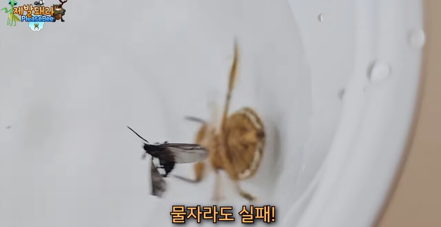 러브버그 육식 공충한테 줘보니 반응_6.jpg