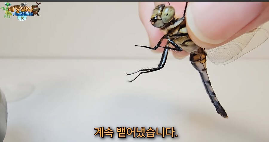 러브버그 육식 공충한테 줘보니 반응_7.jpg