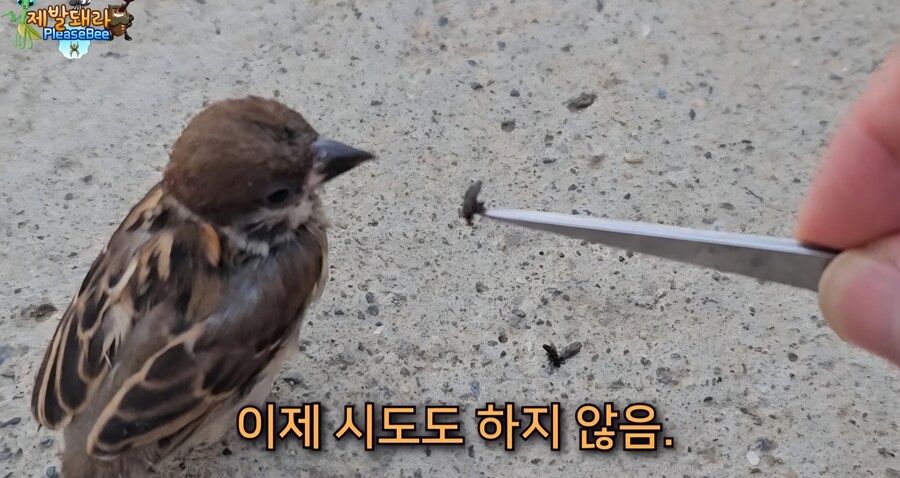 러브버그 육식 공충한테 줘보니 반응_9.jpg