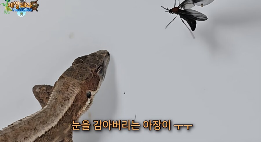 러브버그 육식 공충한테 줘보니 반응_8.jpg