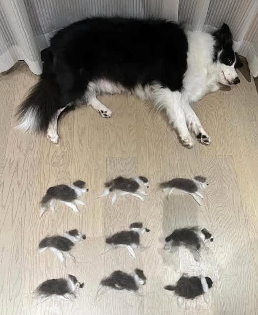 아홉 멍멍이를 낳은 멍멍이.jpg_1.jpg